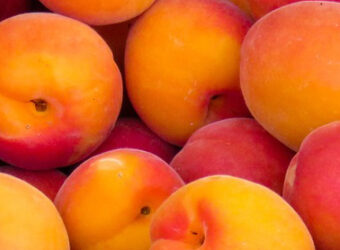 Pantone Colour of the year 2024 Peach Fuzz